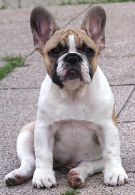 iana_sitting