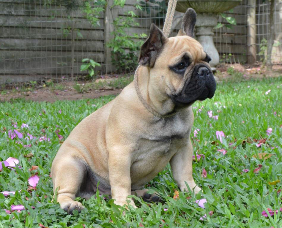 z.0.Puppies-march-2018-121