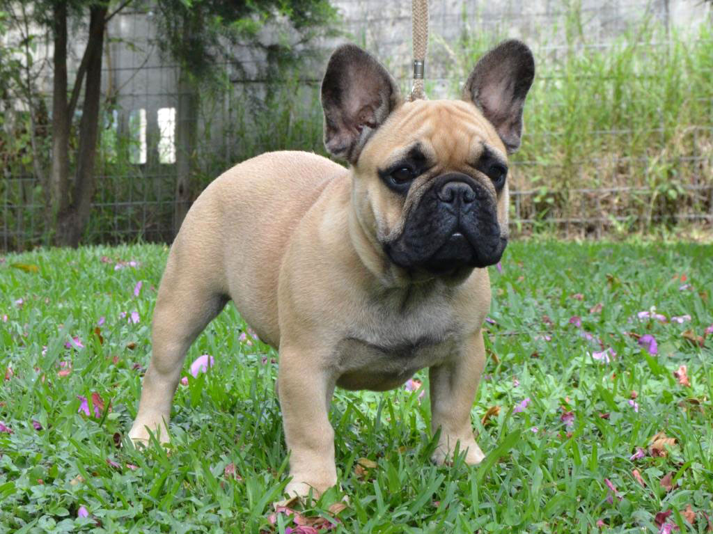 z.0.Puppies-march-2018-138
