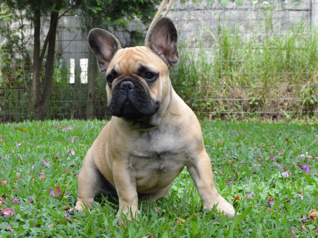 z.0.Puppies-march-2018-140
