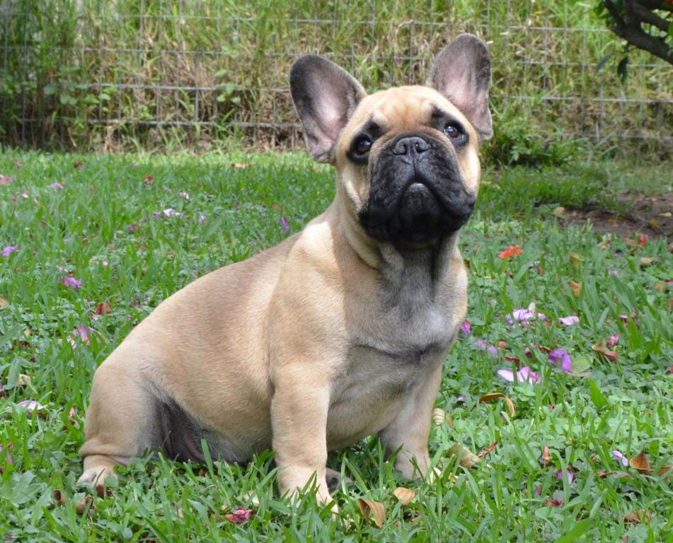 z.0.Puppies-march-2018-144