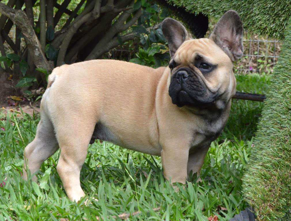 z.0.Puppies-march-2018-155