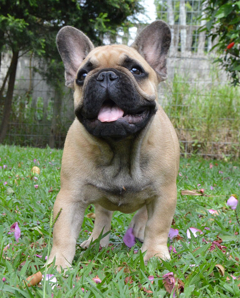 z.0.Puppies-march-2018-157